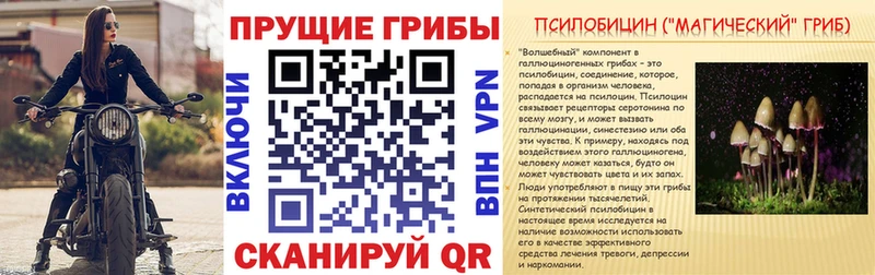 блэк спрут ССЫЛКА  как найти закладки  Чайковский  Псилоцибиновые грибы Psilocybine cubensis 